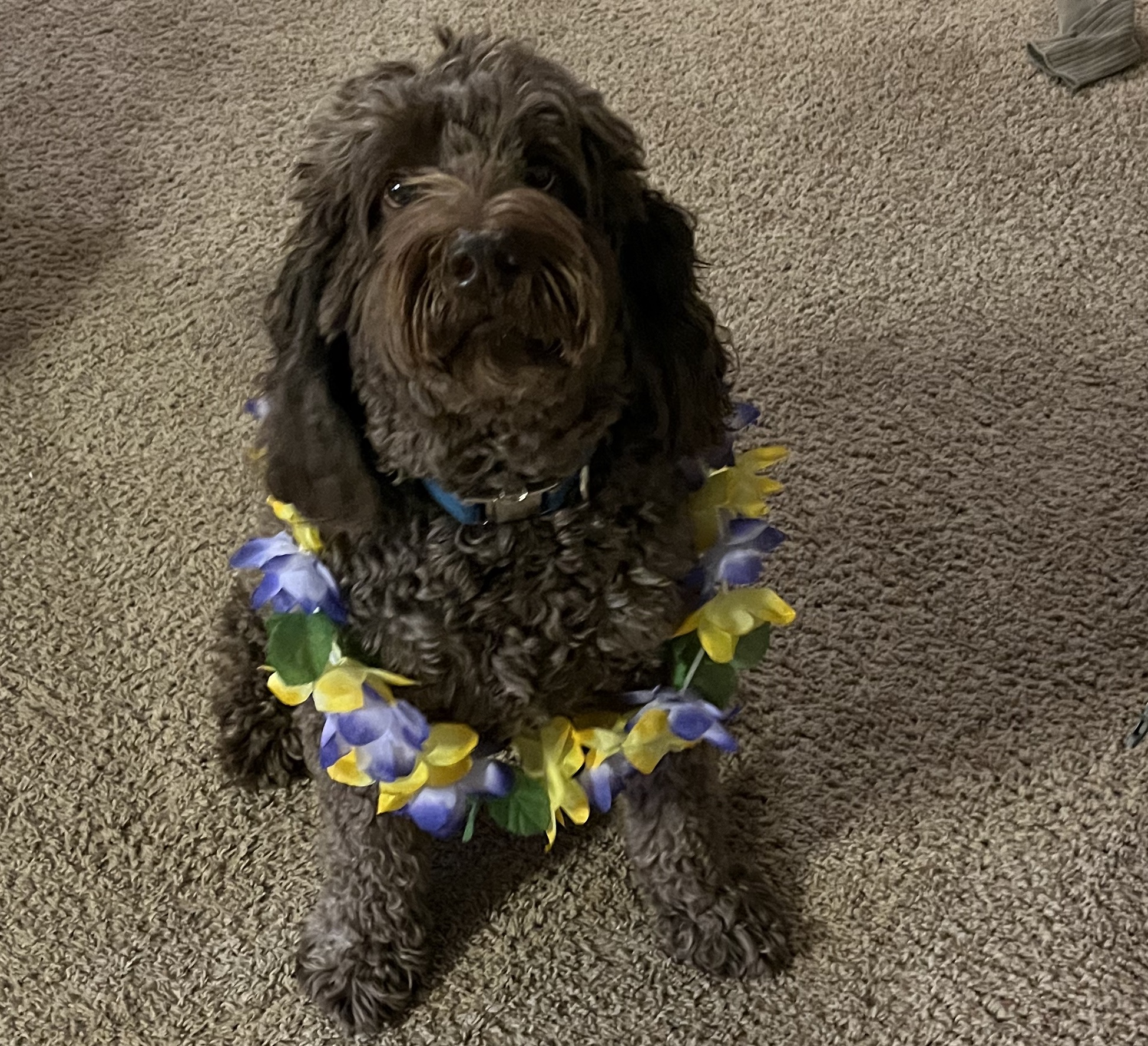 Brown labradoodle wearing colorful lei