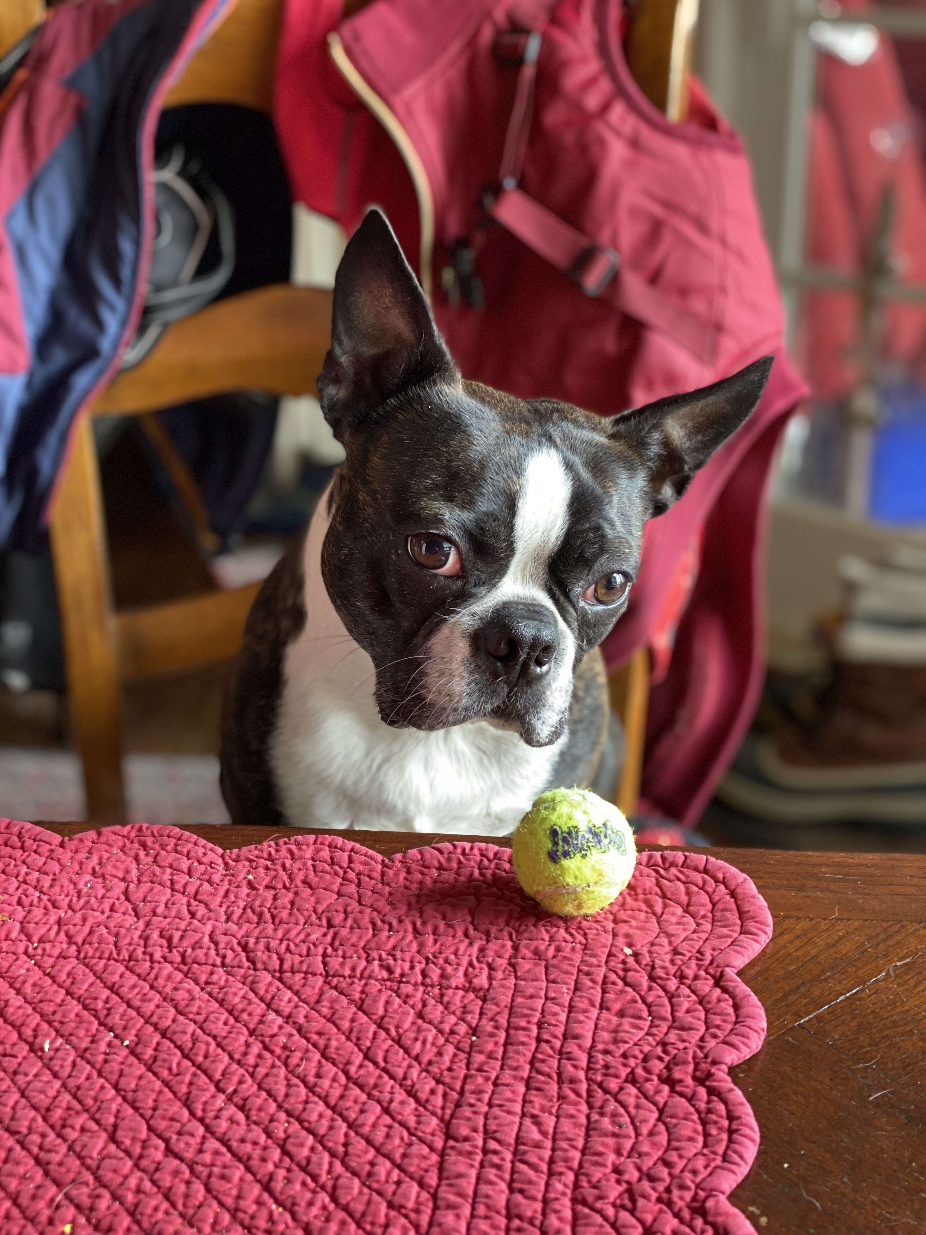 Boston terrior watching a tennis ball at the table