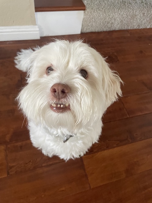 White dog looking up.