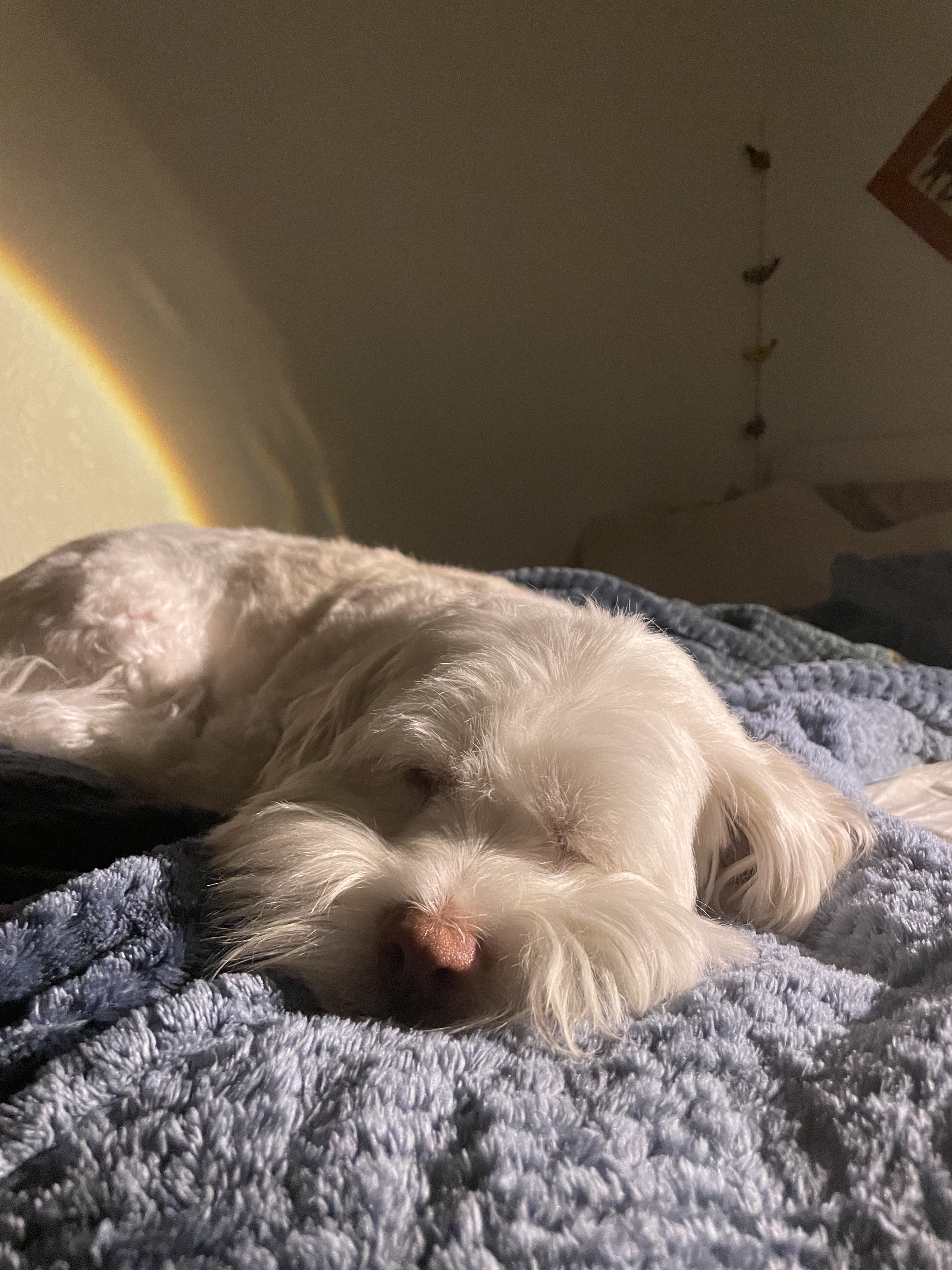 Pluto sleeping on the bed.