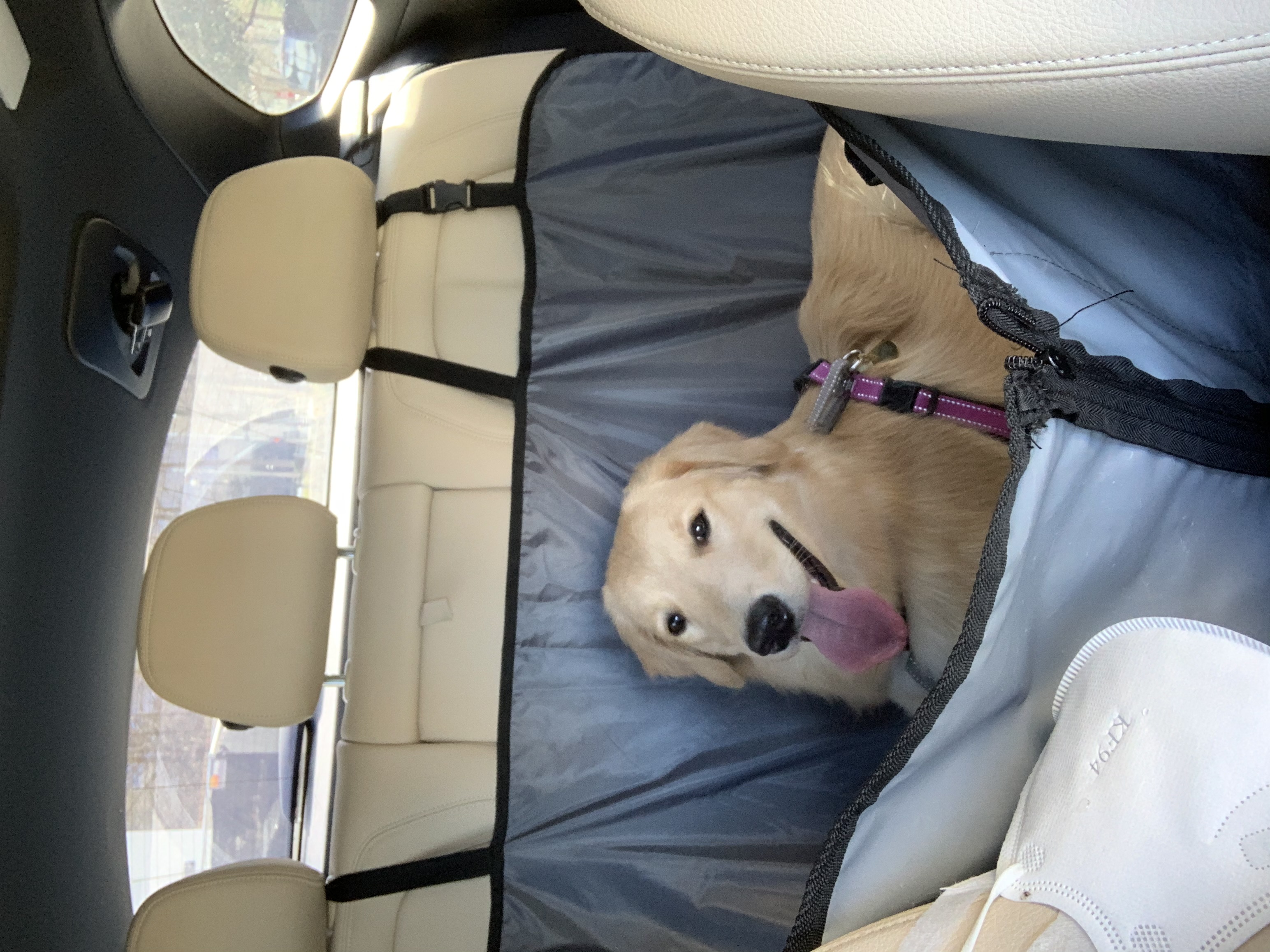 A happy golden retriever is sitting in the car's backseat.