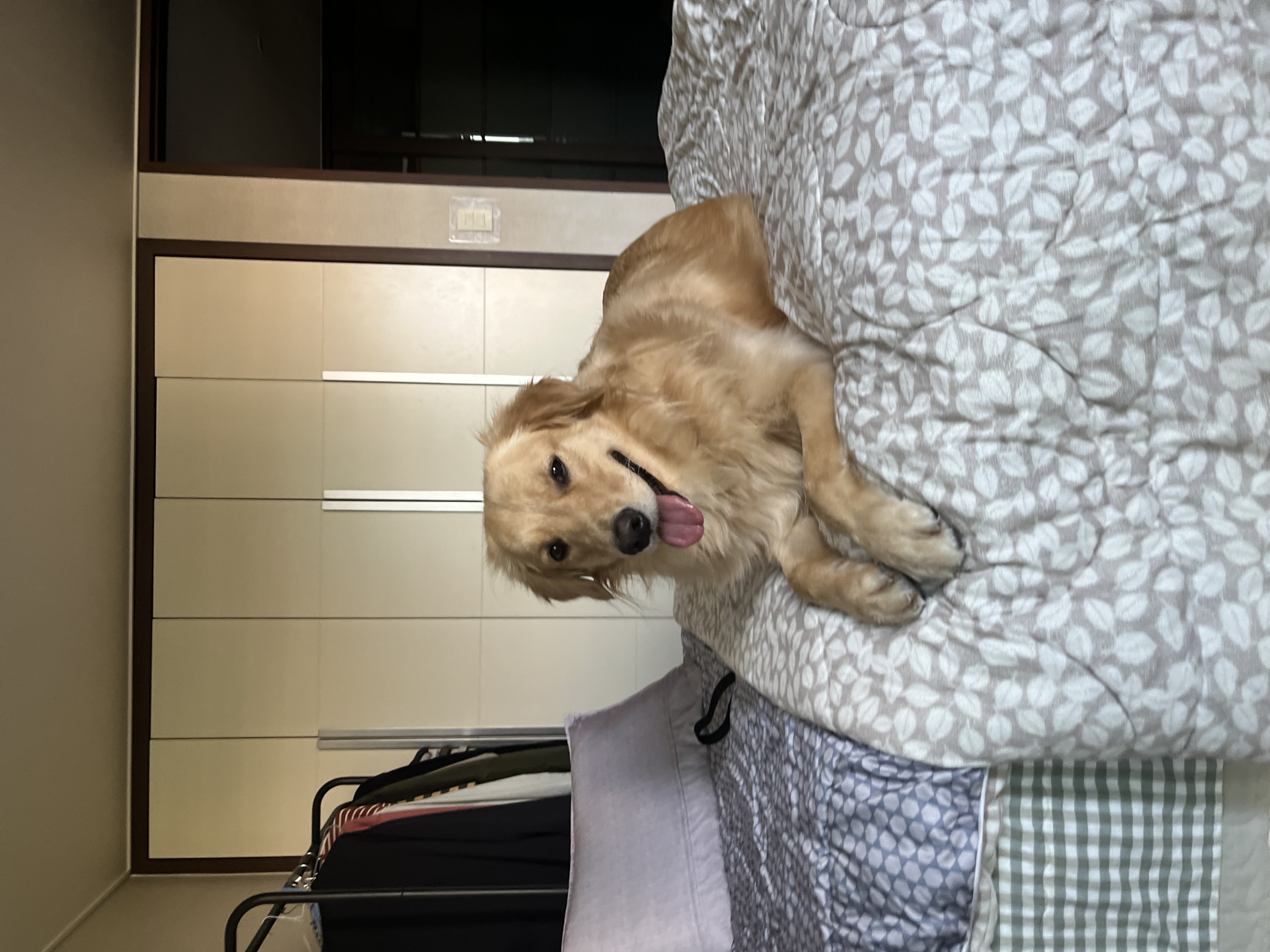 A smiling golden retriever lying on the bed