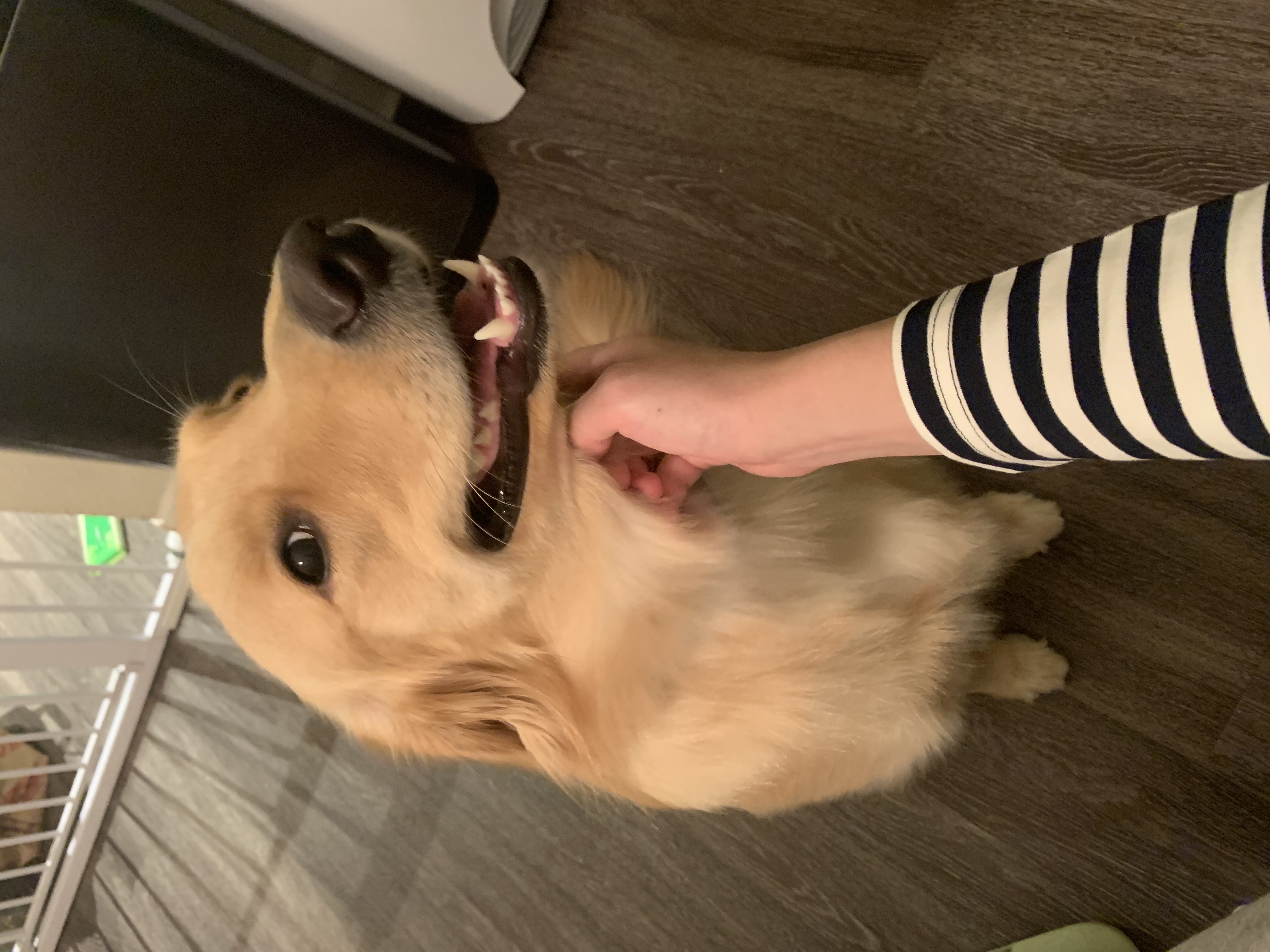 A man's hand is petting a golden retriever's neck.