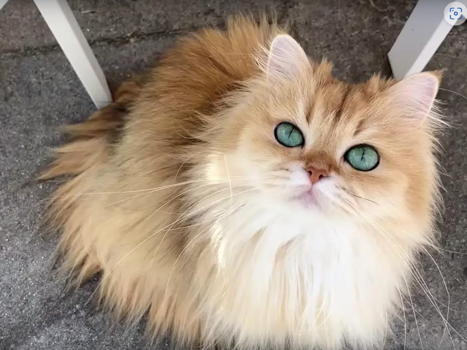 Long-hair beautiful, orange tabby cat