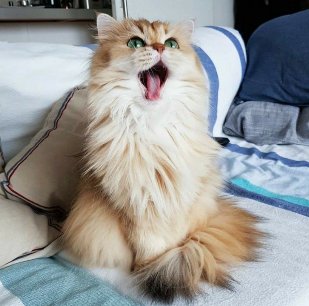 Smoothie is yawning